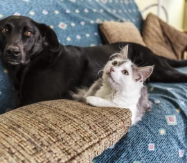 5 dicas de limpeza essenciais para quem tem pets em casa
