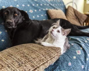 5 dicas de limpeza essenciais para quem tem pets em casa